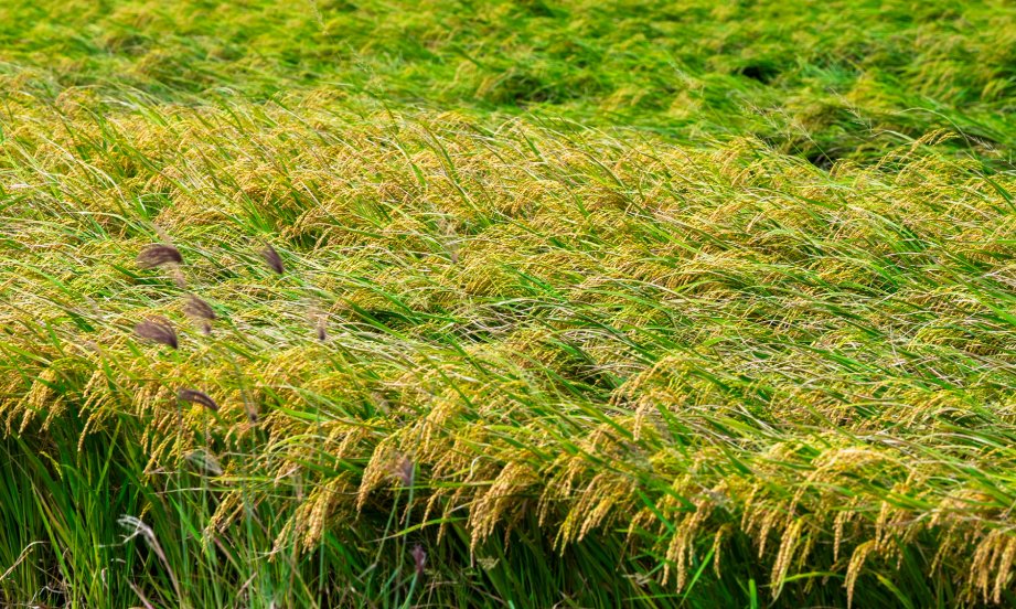 Joncodards's tweet image. 曲がりくねる道が、まるで人生のよう…どこへ続いてるんだろう？🤔🚗