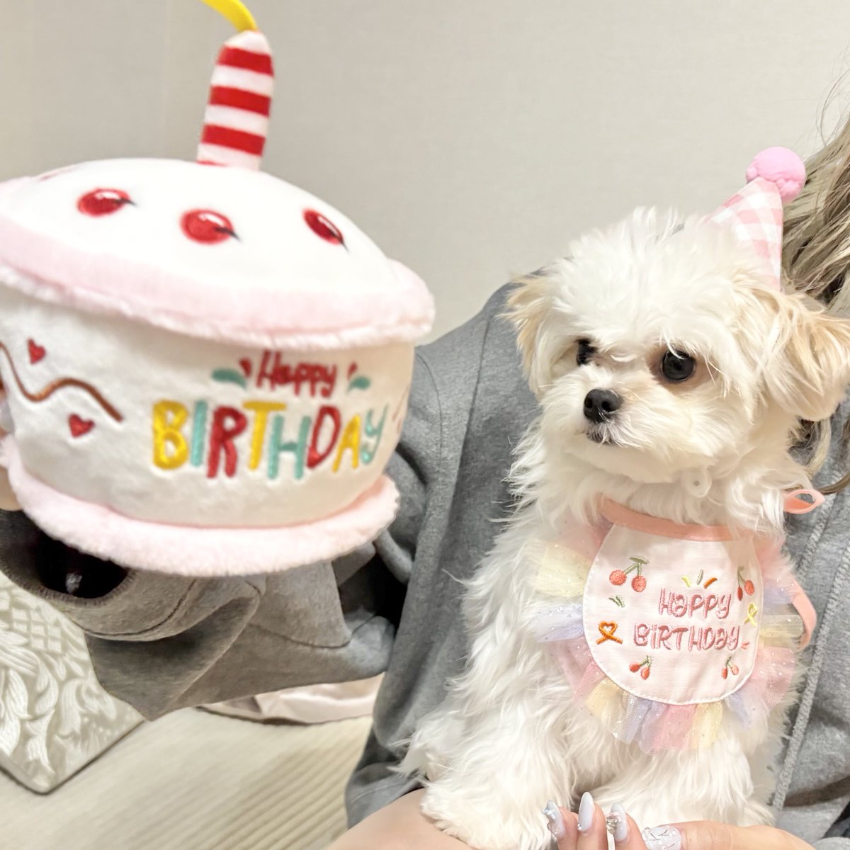 _mochikome_'s tweet photo. おもち 2025.11.5 Happy 1st Birthday 🐶💗
生まれてきてくれてありがとう！
今週末みんなでお誕生日パーティーする🎂
そのときもっと上手に写真撮ろうね📷 https://t.co/QTnqJ6K94j