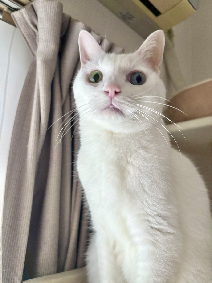 その顔！
#猫のいる暮らし　#猫のいる幸せ　#猫