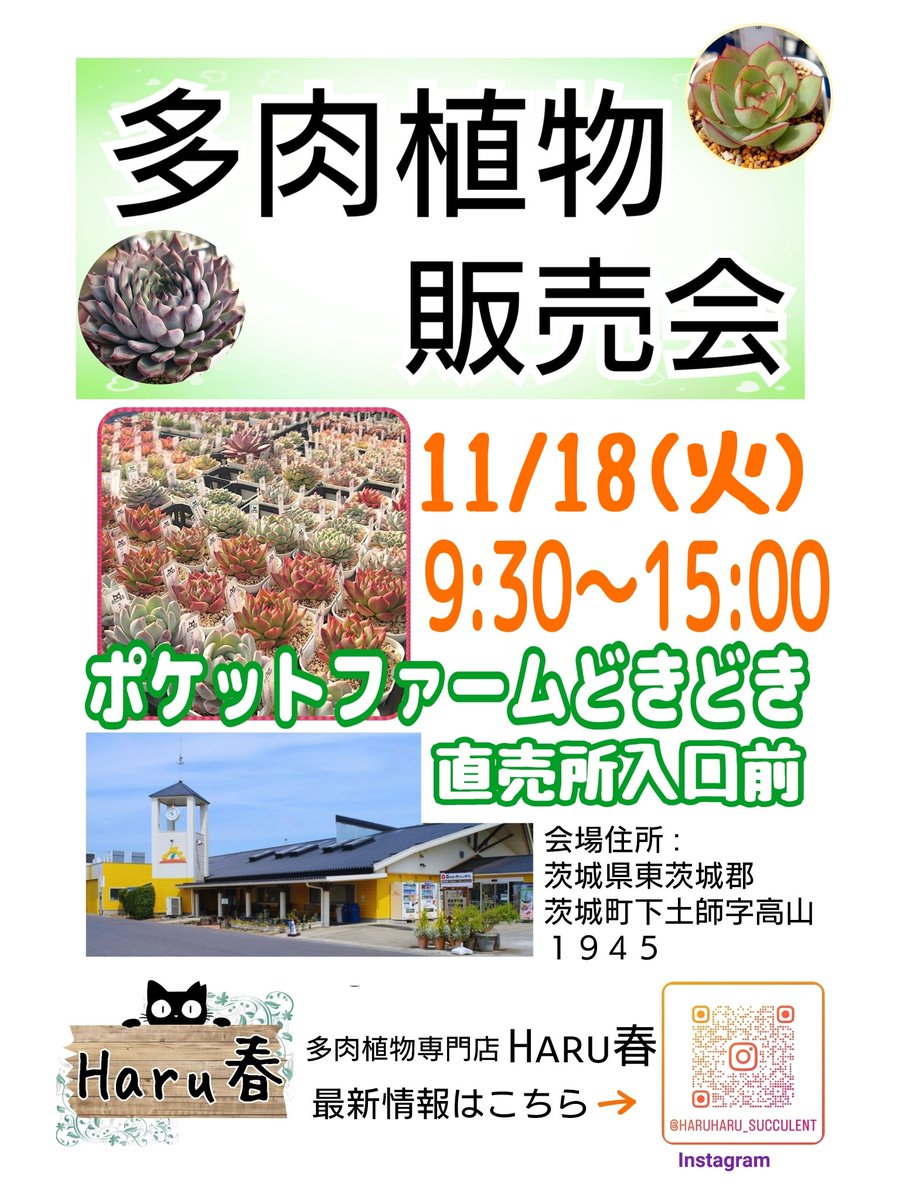 多肉植物専門店 ✾Haru春✾ (@HaruHaru230422) / Posts / X