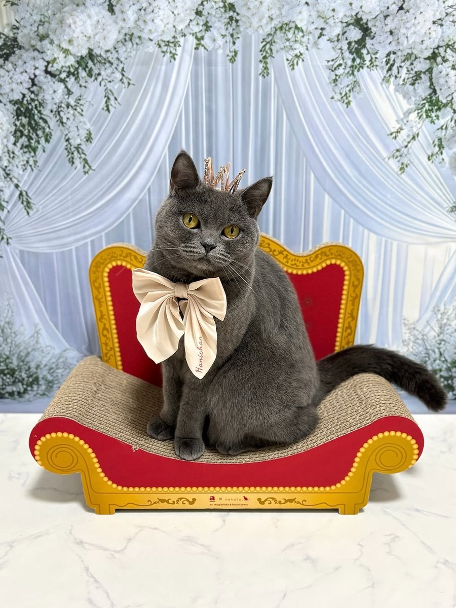 むぎ (@mugi411) / Posts / X