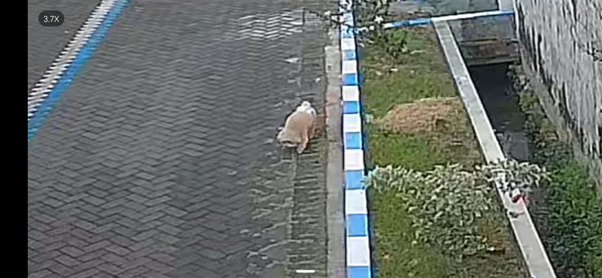 DICARI ANJING HILANG di SIDOARJO - WARU 
di perumahan griyo mapan sentosa / tropodo sejak 3 November 2025 sekitar jam 11.15 siang hari 
Ciri² : warna coklat muda, berat sekitar 3kgan, ada kutil kecil dipunggungnya, 
Tolong bantu repost ya 😭🙏 
Ada Imbalan bagi yang menemukan