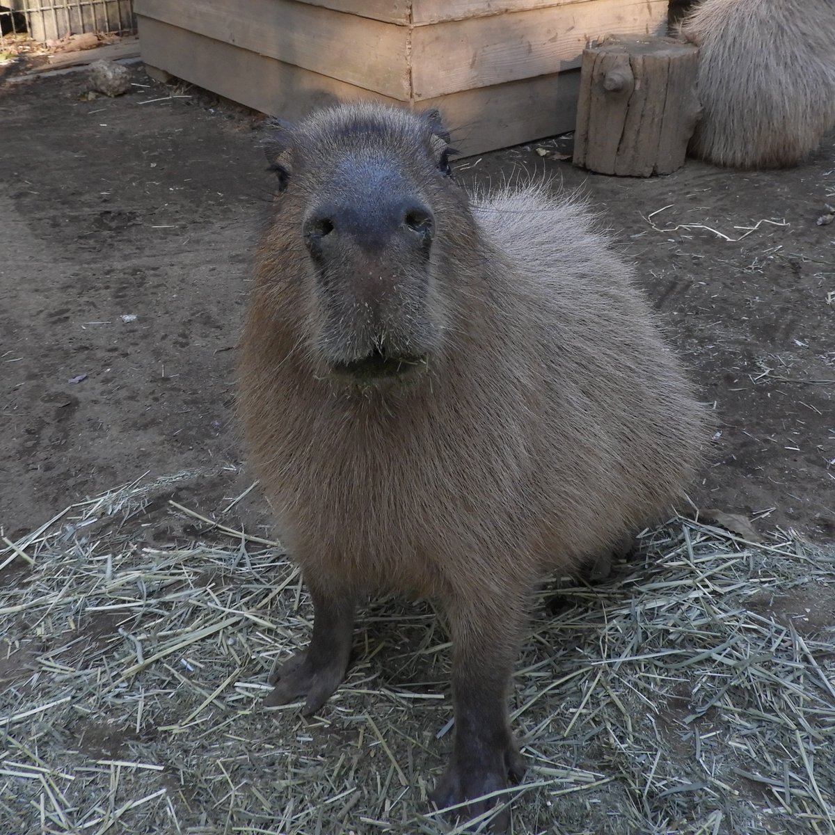 どりーむまっぷ_A_J on X