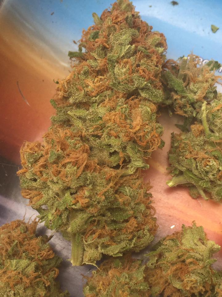 Flores de nuestra cosecha, nada es comprado, todo es cultivado como manda la ley 20000, proximo en el tiempo
#cannabis #chileweed #clubescannabicos #growersARICA
