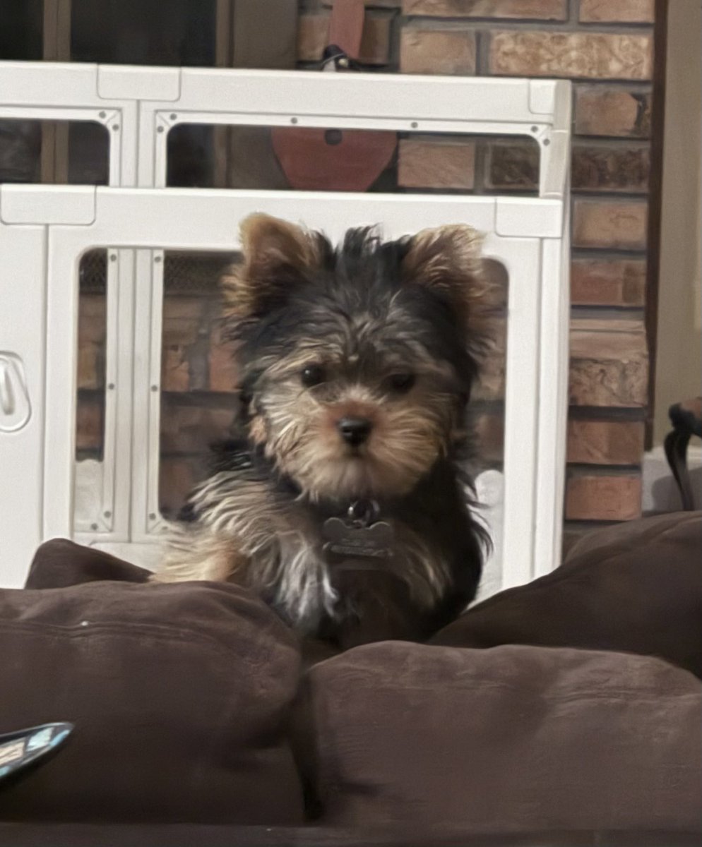 Time line cleanse necessary 🐶