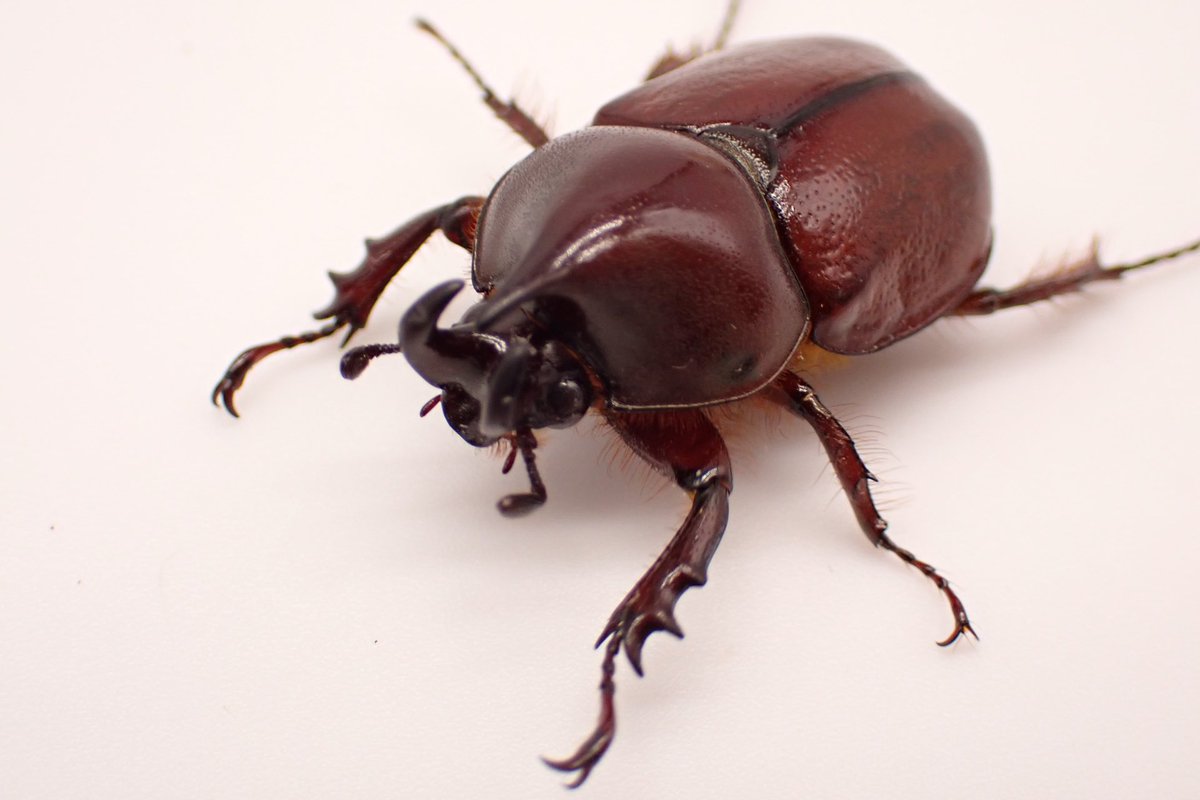 クワカブ好き o1024102415151061912.jpg