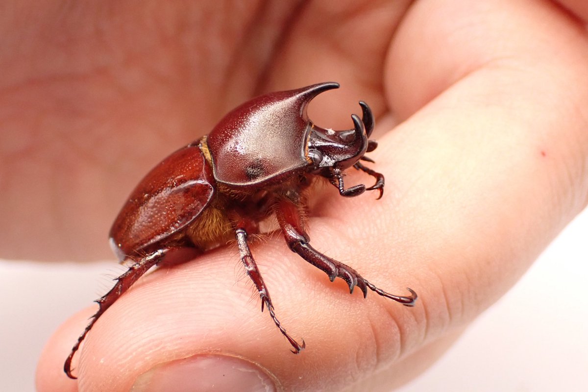 Yasuブリード・オマケバージョン1・２×オマケバージョン５・6.1ｃｍNo5サマーセール特価 オマケさんブリードの新着記事｜アメーバブログ（アメブロ）