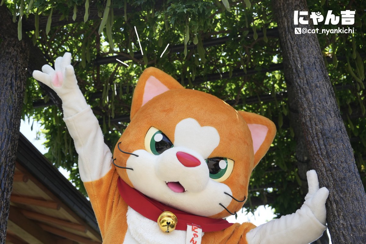 にゃんきち にゃん吉さん - YouTube