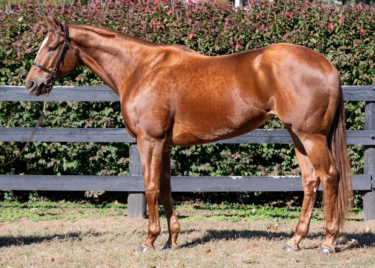 Our last Broodmare Prospect highlight, selling tomorrow <a href="/keenelandsales/">Keeneland Sales</a> is…

HIP 264 - WEEKEND RAGS

A beautiful stakes placed filly by Street Boss, with earnings over $270k. She won a 5 furlong allowance on turf at GP on 12/31/24 in 55 seconds!