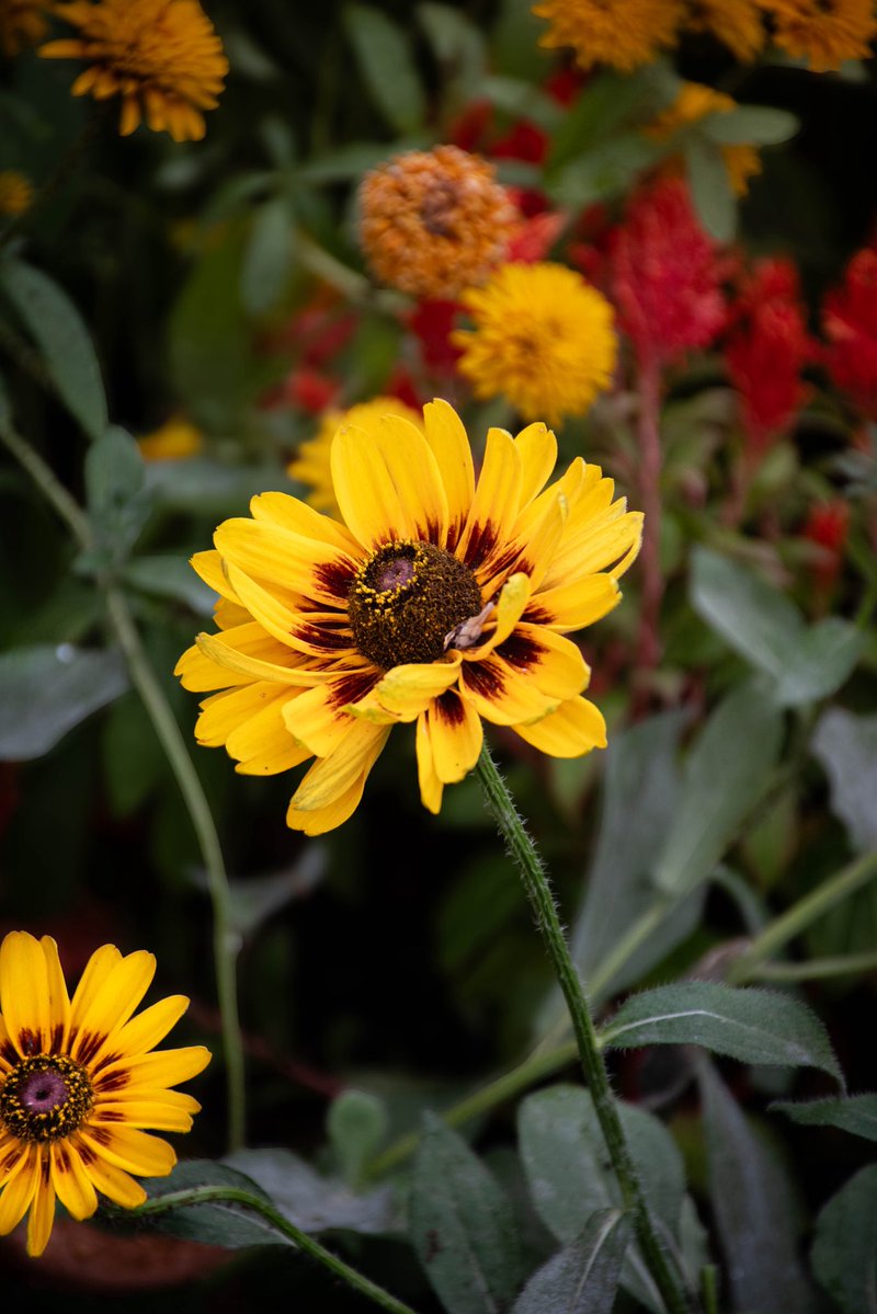 divya_sabaa's tweet image. Flower Media