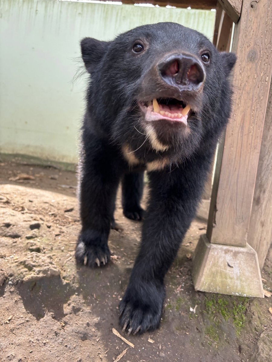 ツキノワグマ　下顎 ツキノワグマ 原寸大頭骨レプリカ | アンフィ合同会社