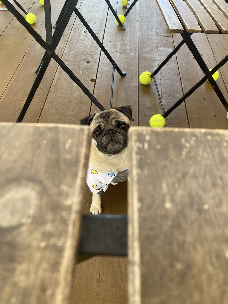 ブランコとパグ Amazon.co.jp: HiPlay J.X.K 1/6 ブランコ パグ犬 J.X.