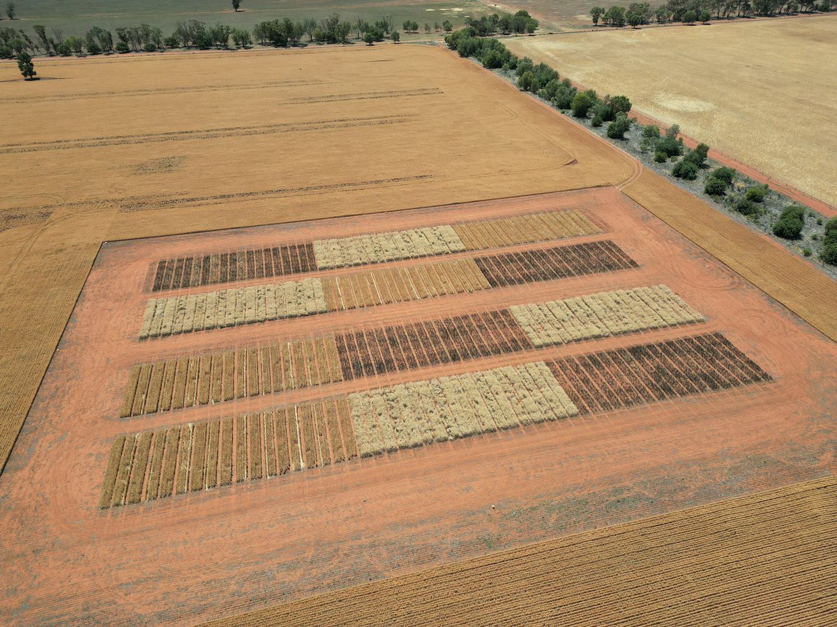 At the pointy end of the season with harvest now kicking off across the region! 🌾
 
Pictured is the Soil CRC trial site evaluation plant diversity for drought resilience ready for harvest. A big thanks to everyone who’s been part of another busy season of research, trials, and