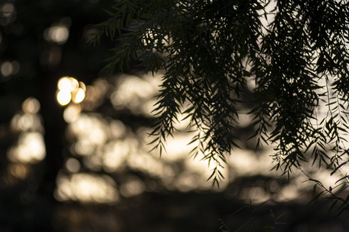 tonbo2031_vr's tweet image. 先日の鎌倉弾丸撮影にて