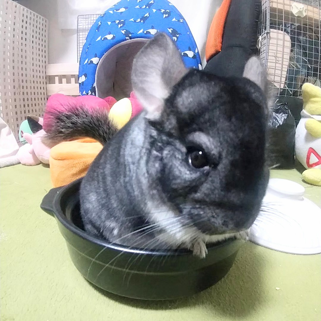 専用☆エンプレス チンチラ EMPRESS CHINCHILLA ケープ 未使用 専用☆エンプレス チンチラ EMPRESS CHINCHILLA ケープ 未使用 専用