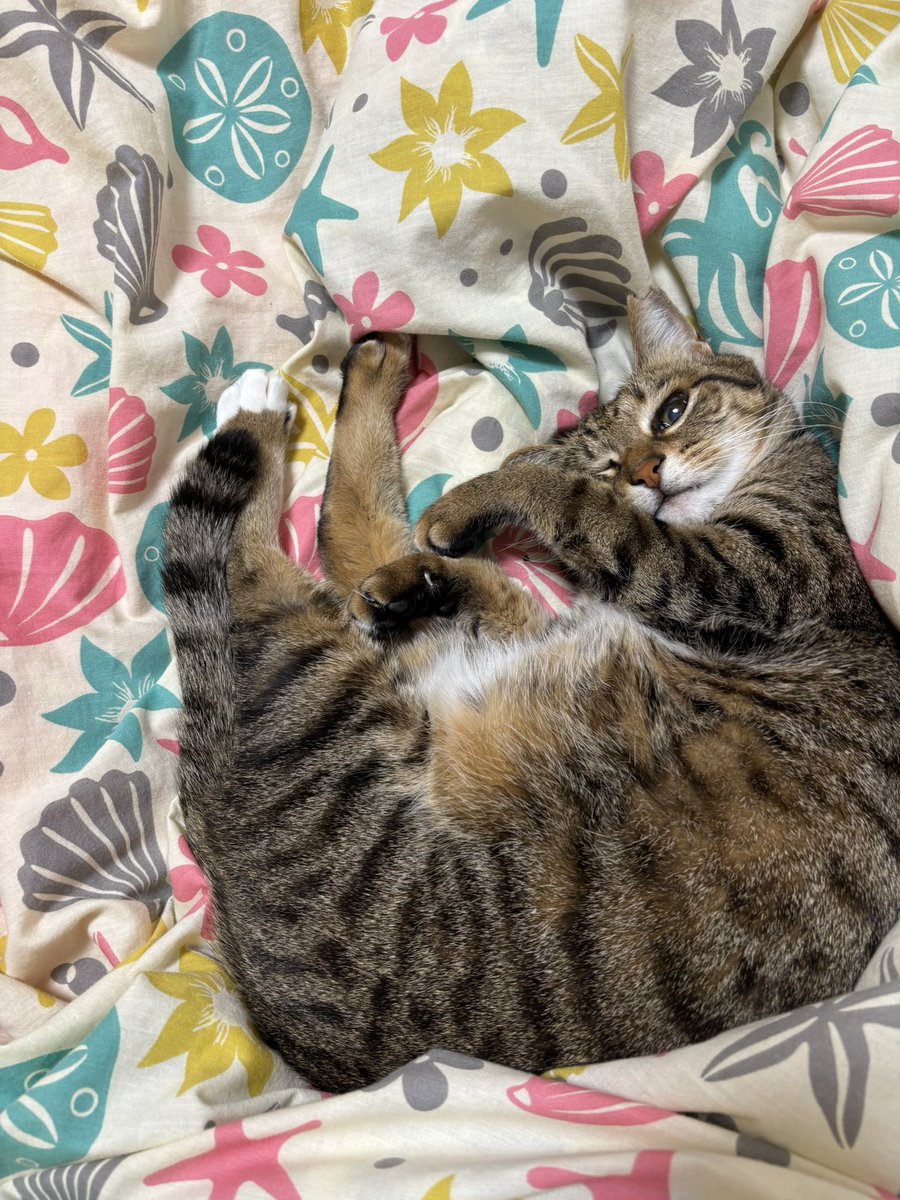 アシメEYEあんず🐾 on X