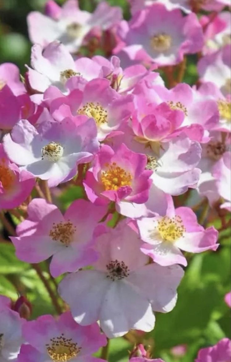 マリリン(sub) on X