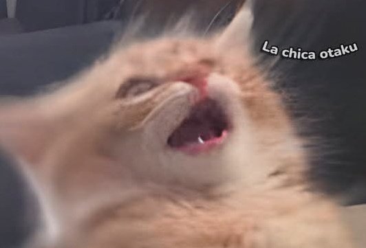 Citrista 🤡 El Bufón | Cirque de Bijoux tweet media