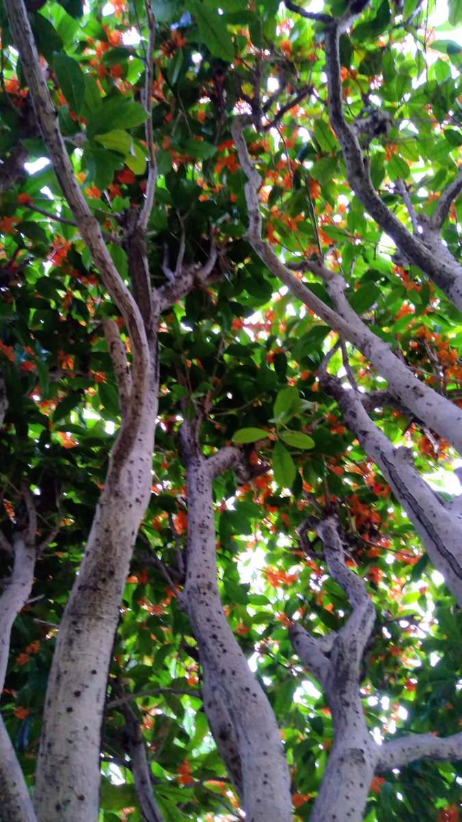 庭の金木犀、今年はもう咲かないのかなぁと思っていたけど、数日間演奏に出掛けて忘れていた。で、夜になって帰宅してみると漂う芳香✨✨✨嬉しくなって翌日、香りを嗅いだり写真を撮ったり。木の下にもぐりこむと香りのシャワーのよう。ガネーシャ神も色と香りに包まれました🙏✨