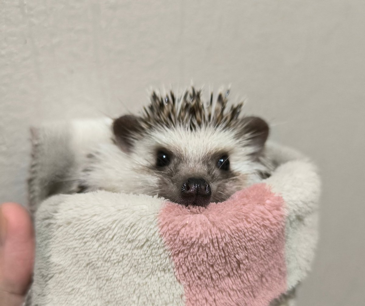 ハリネズミ☆郵便屋さん ハリネズミ