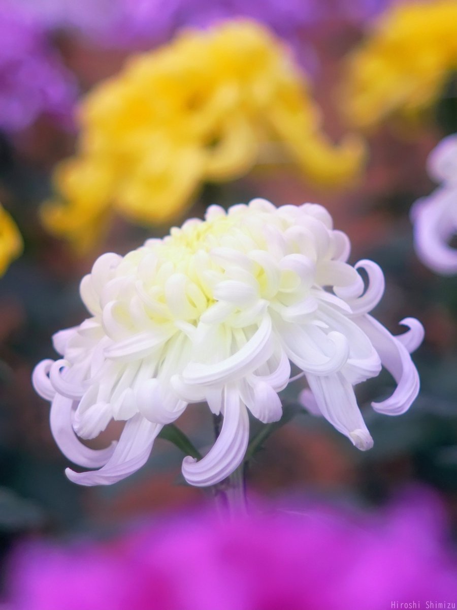 珊瑚　花？ Hiroshi.Shimizu.Yozakura on X