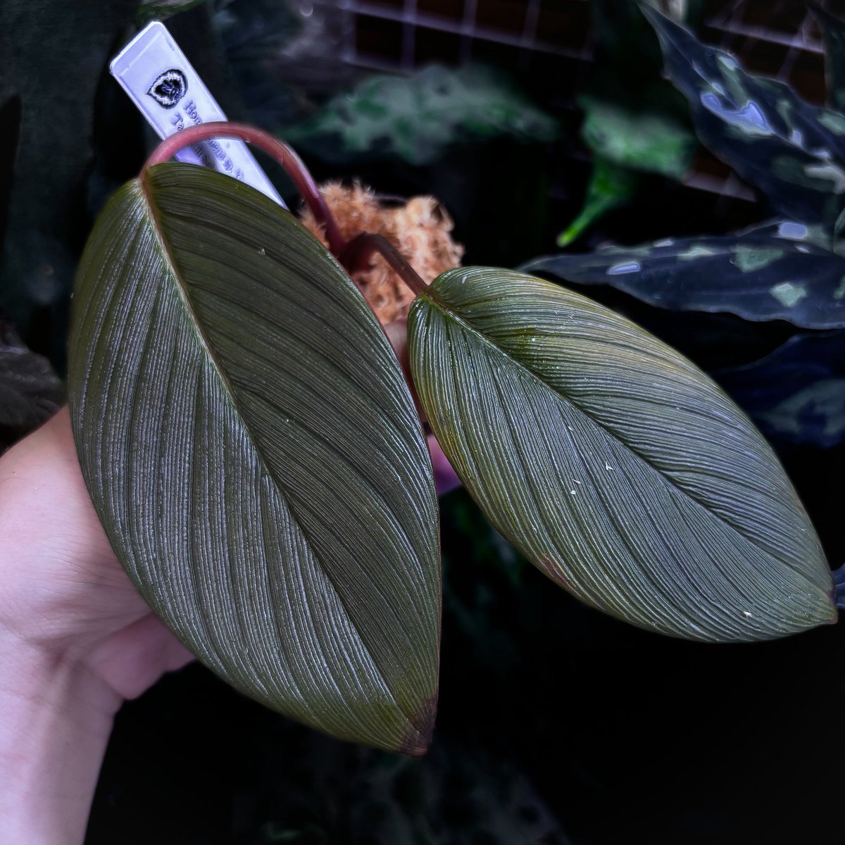 トイ吉園芸 on X