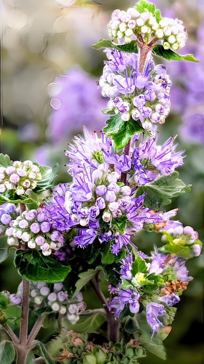 のぶちゃん (@Zxn9LICKUfwObuY) / Posts / X