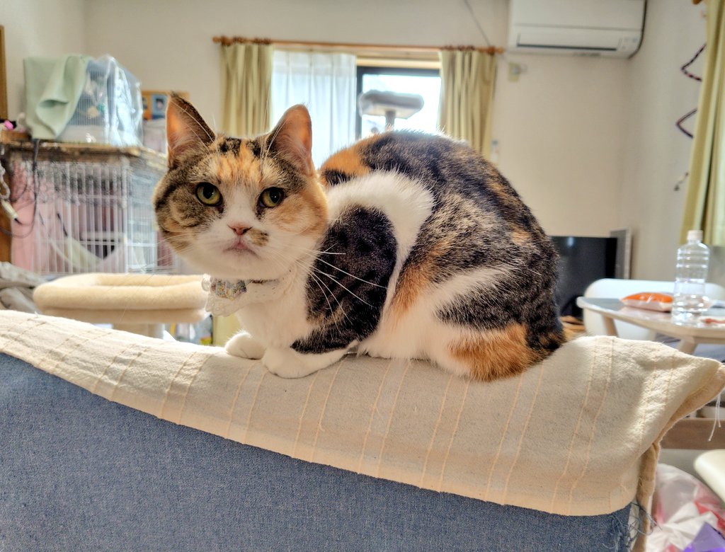 はこ庭🕊️ on X