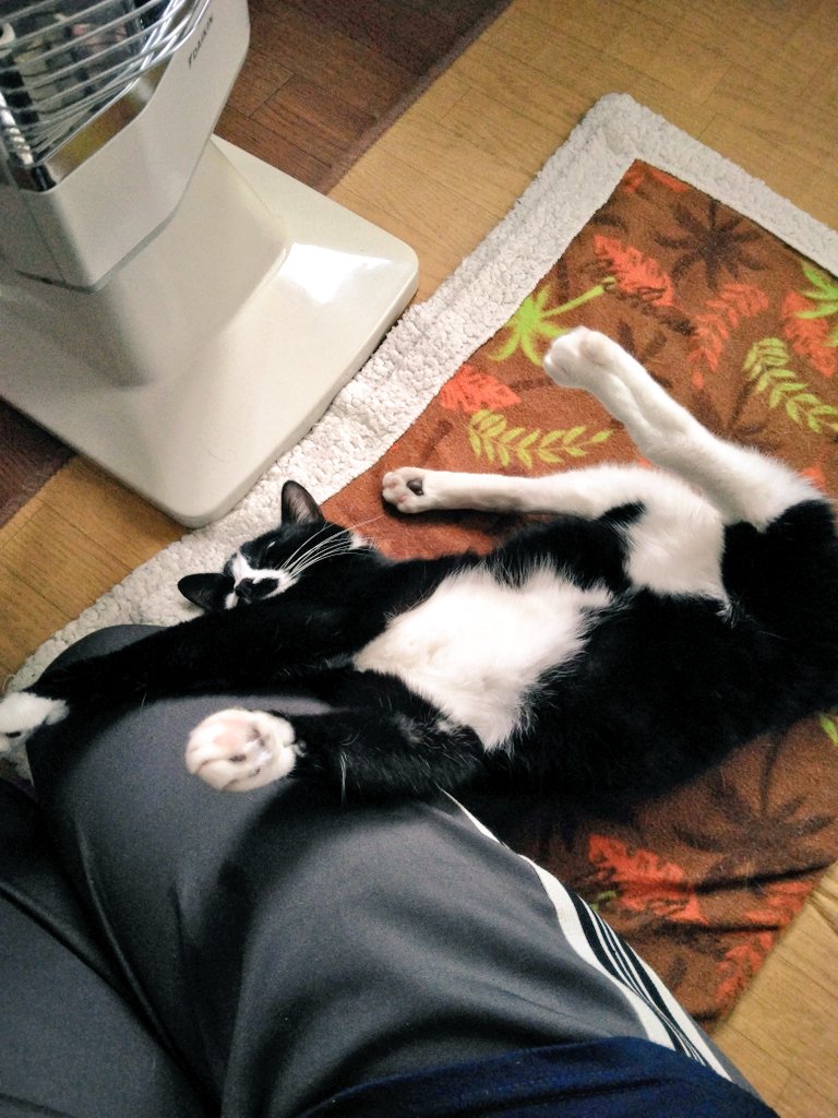 まめ♀(下半身麻痺の猫) (@jigzs8bsVVByZXY) / Posts / X