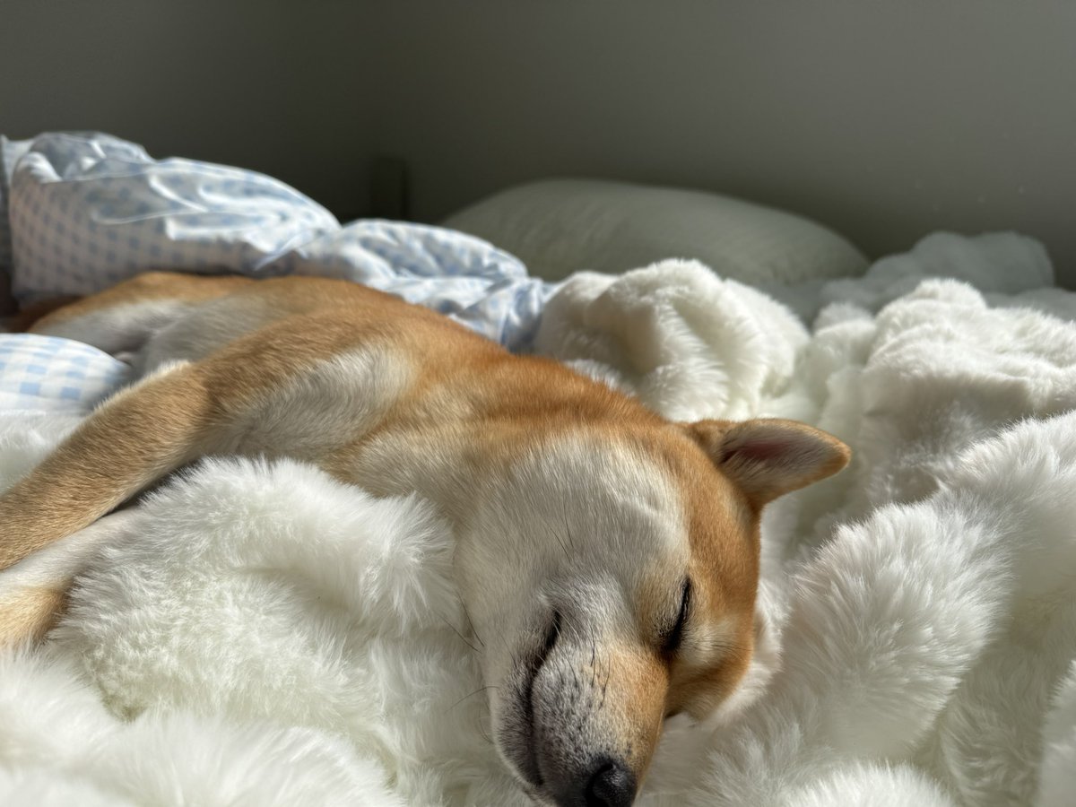 Taka (@Taka2323Airsoft) / Posts / X