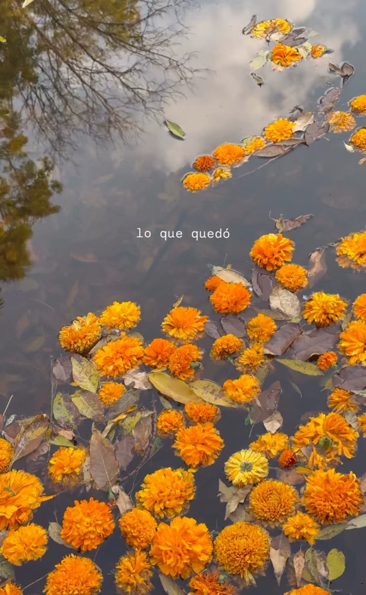 se apagó el color, pero no la presencia. la muerte también tiene su forma de florecer. 🕯️🌙