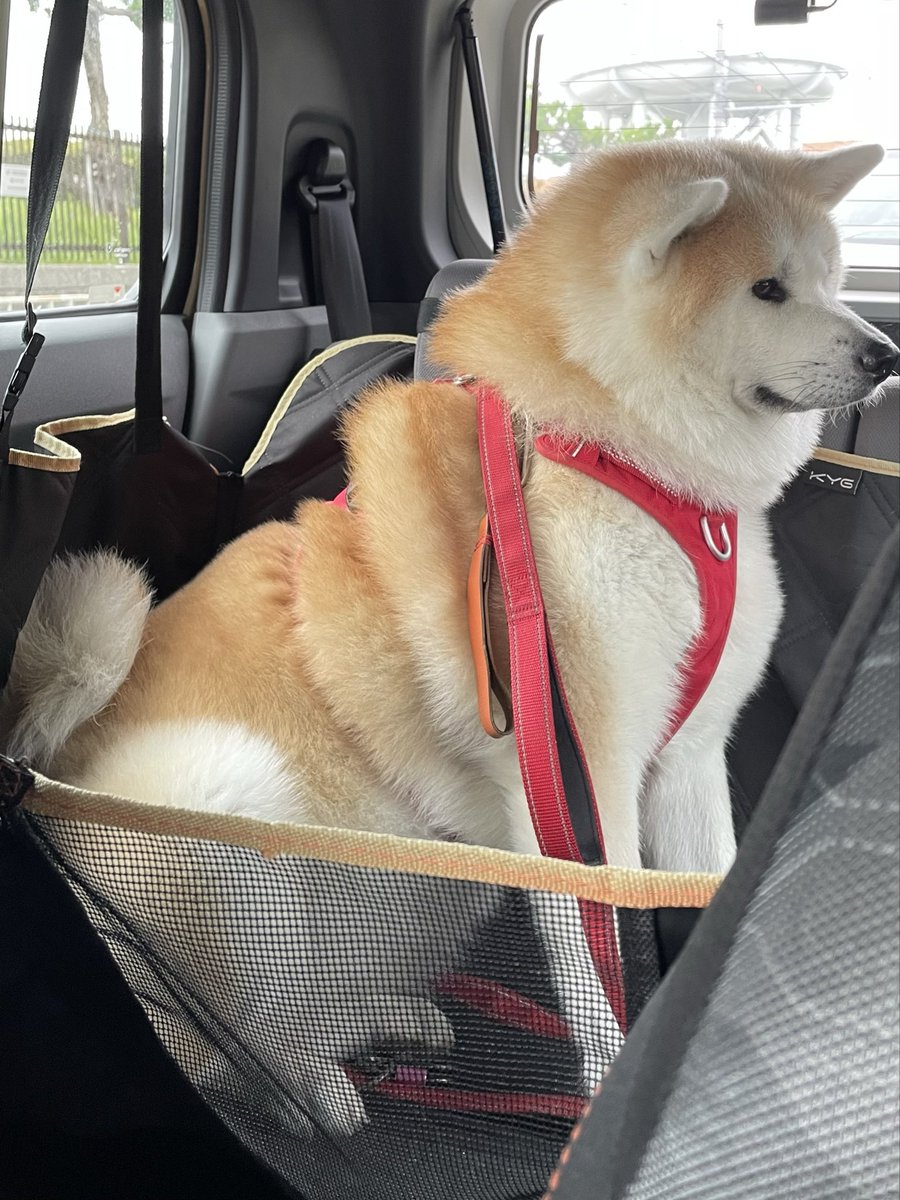 もももページ J205001 Long V-neck Jade Chiffon MOB Dress with Slit