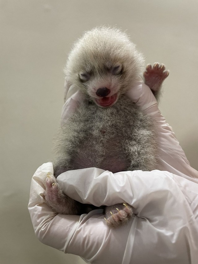 クロ🐾𓏲𓎨 (@zx400g) / Posts / X