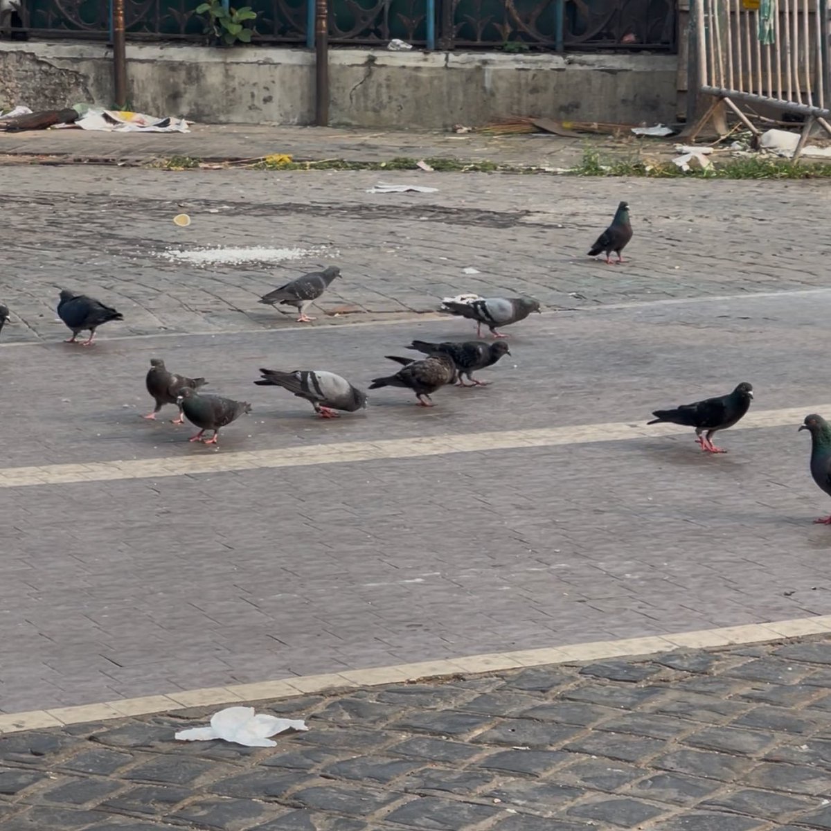 Abhiizz_'s tweet photo. It is such a good feeling that the birds folk do not flew up when u passed by them. https://t.co/zUqosjHD4X