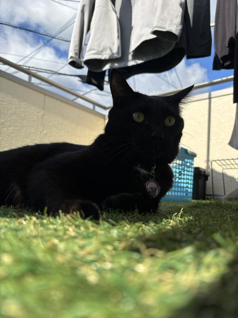 黒猫 おぬどん on X