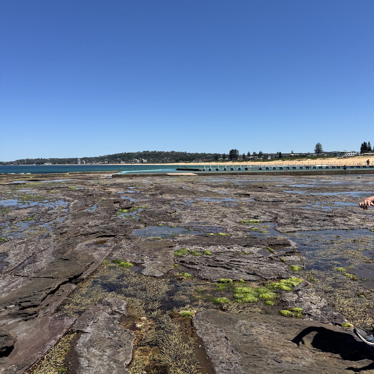 waginski's tweet image. Epic day to be taking a bunch of year 2 kids into the rock platform to explore the coastal environment.
Check out the size of this sea hare.
#enviroEd
#outdoorEd