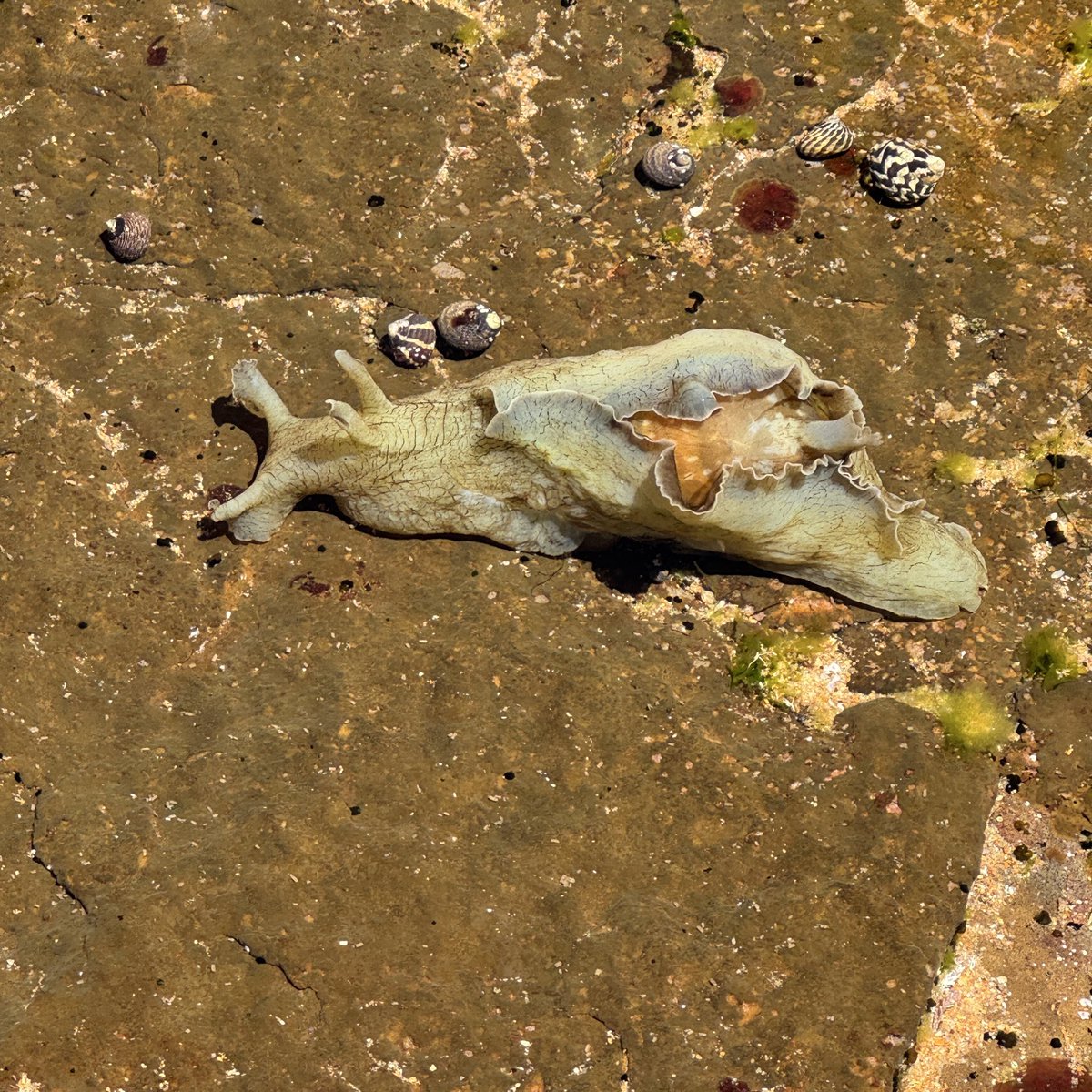 waginski's tweet image. Epic day to be taking a bunch of year 2 kids into the rock platform to explore the coastal environment.
Check out the size of this sea hare.
#enviroEd
#outdoorEd