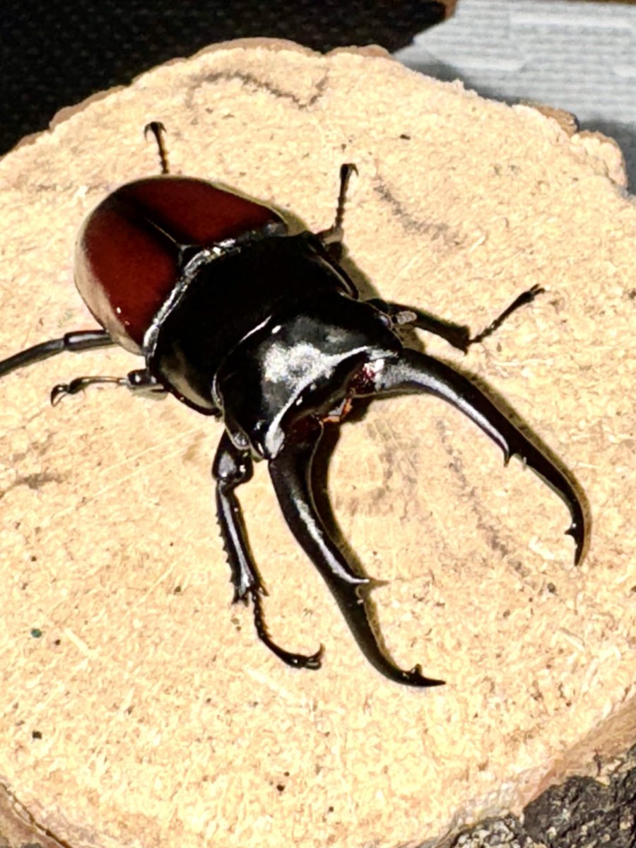 タンカス🎲 (@tancus_la600s) / Posts / X