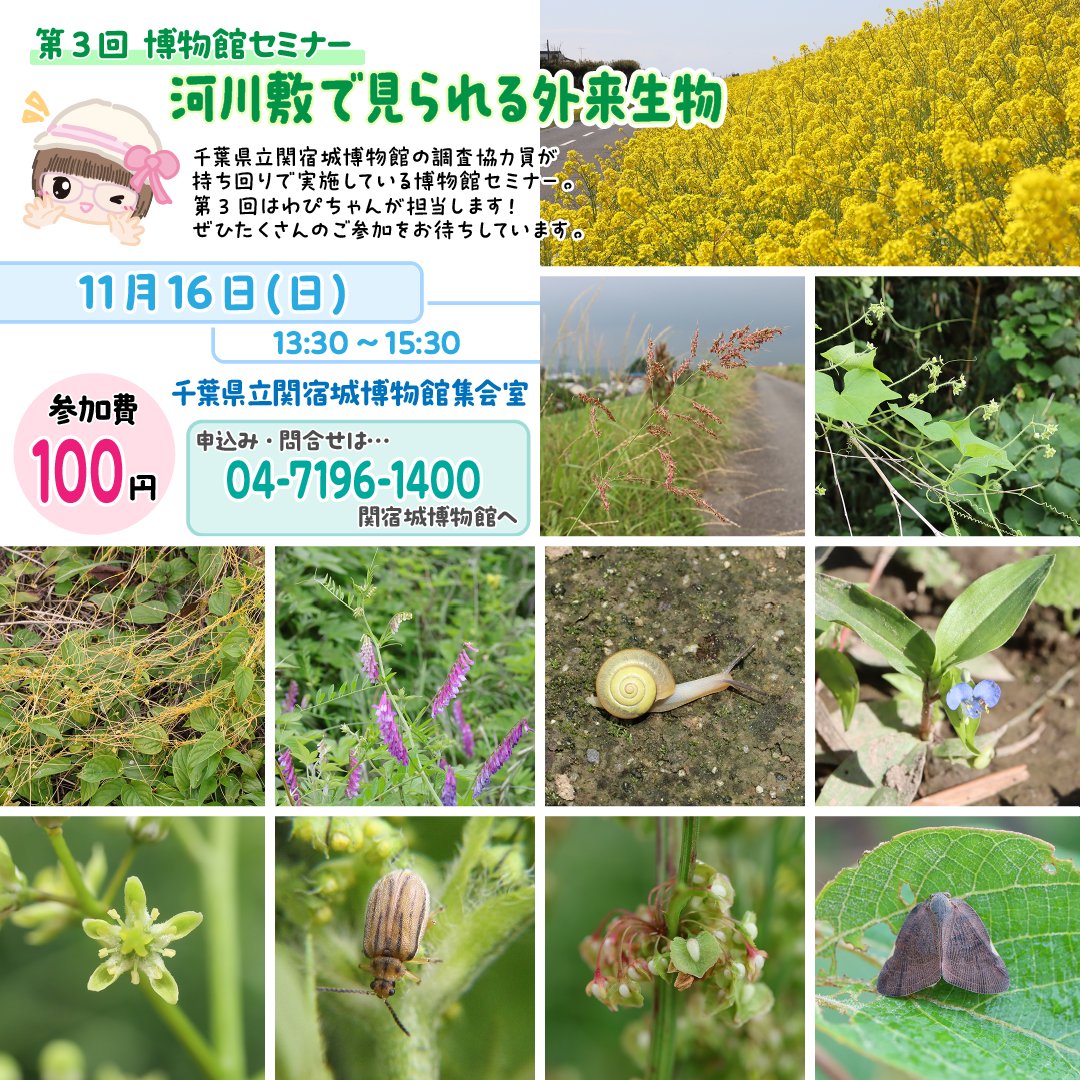 🍀🌸お知らせ🌸🍀

11月16日（日）13:30～15:30
千葉県立関宿城博物館で開催される
「博物館セミナー」の先生をするよ(,,>᎑<,,)✨

植物が中心になるかもだけど、
博物館講座ならではの
マニアックな話もたっぷりできるので、
興味のある方はぜひ来てね(„◕᎑◕„)ﾉ

#わぴちゃん🐰🎀