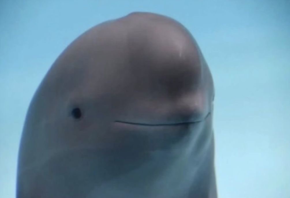 megalopolisian tweet media