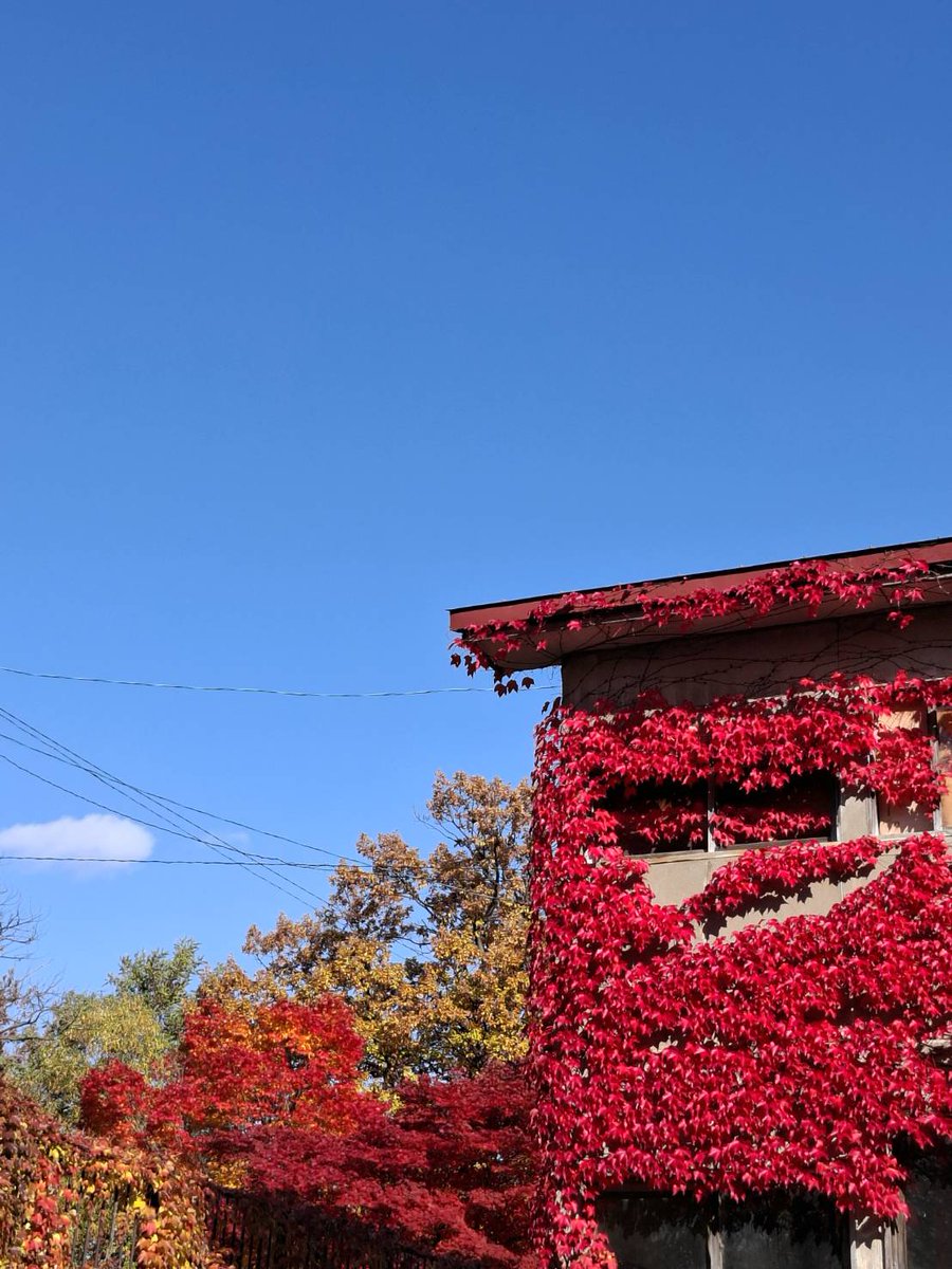 makipon_hituji's tweet image. 赤と青🍁💙

#イマソラ