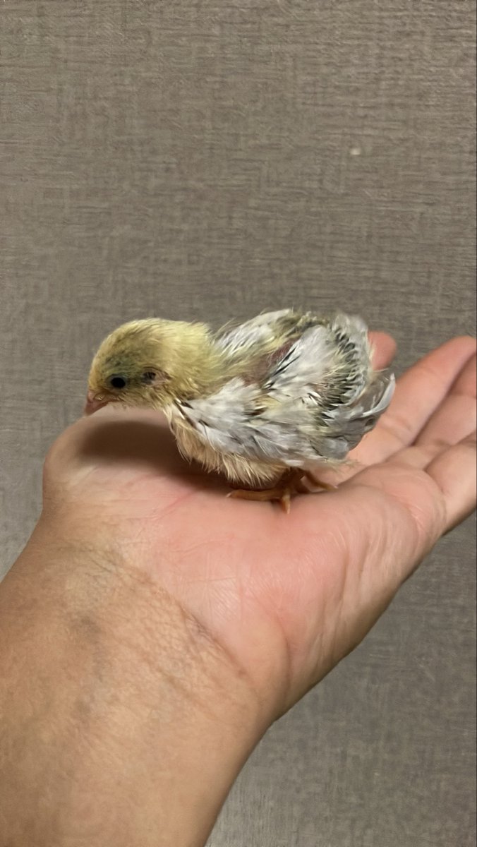 ポポチョロ🐦💨 (@1b4fc39ec9e04d3) / Posts / X