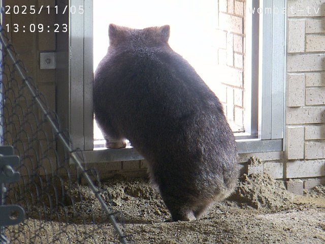 断捨離ウォンバ TB-5411 ダストボックス 7型 おもり付(袋押えワッパ付) 1個 小原産業