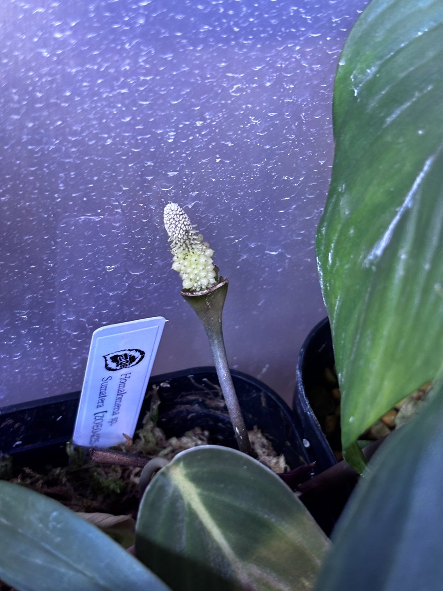 ✳* エリコイデス ✳* 挿し穂 ✳* エリコイデス ✳* 挿し穂