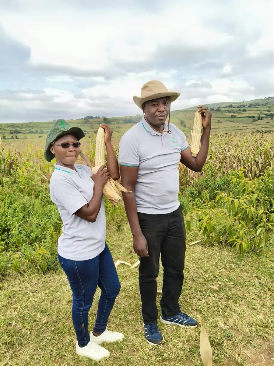 Reporting live from the home of bumper harvest!!!

Stay tuned for our next market storming phase!!

Which variety could this be?

And where could this be?