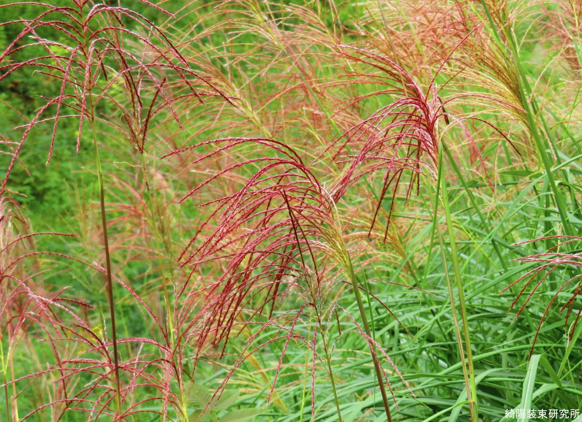 シオザキソウ🌱帰化植物見本園 on X