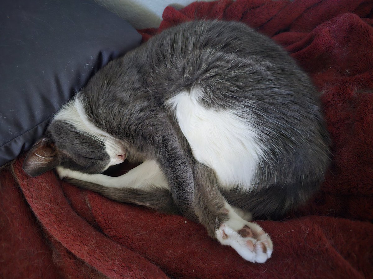 Ringo🌈, Neeko, Aether, Daxter, Sea Bass tweet media