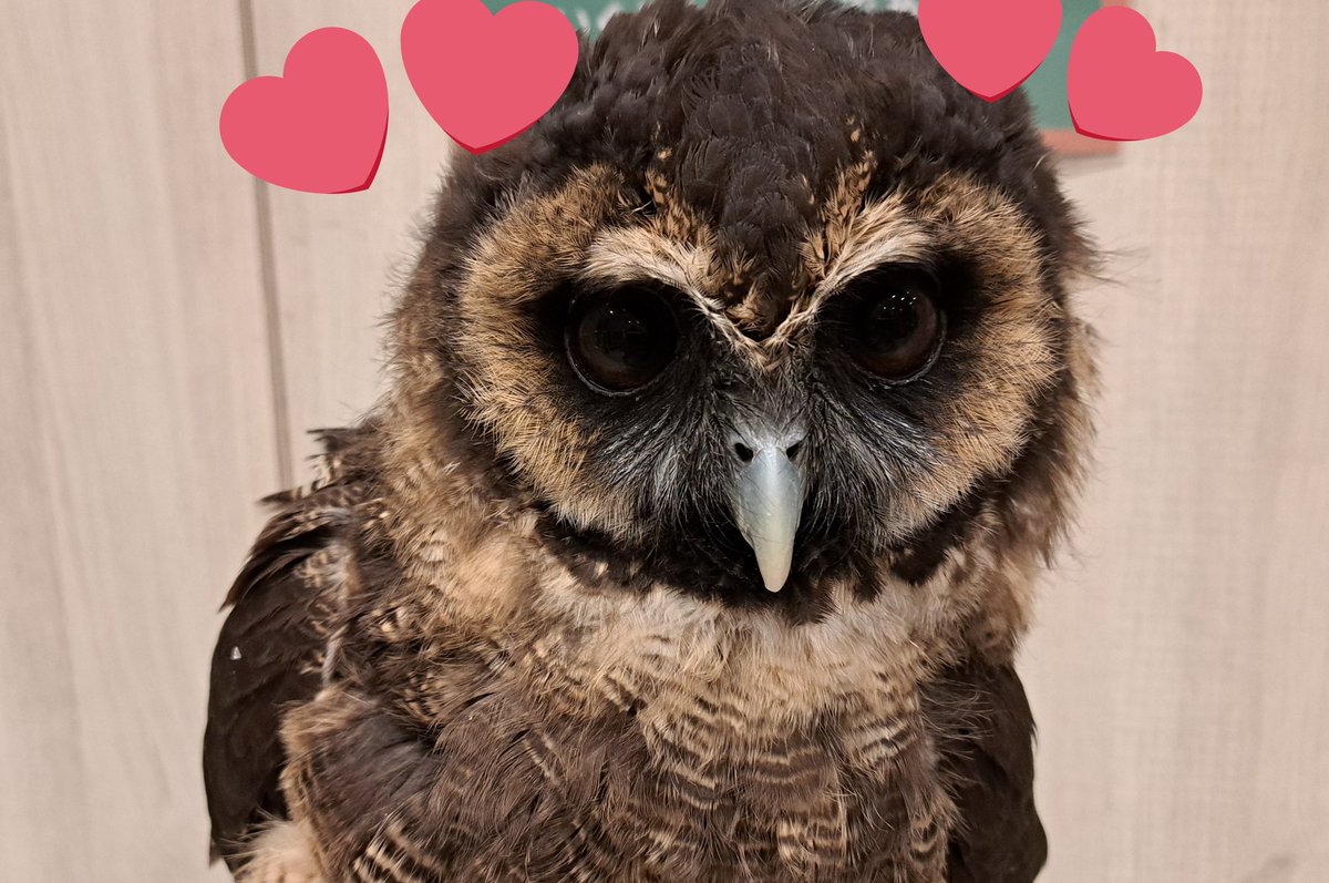 JUTTAVOTTELERヌッタフォテラーMONDフクロウ梟リトグラフ