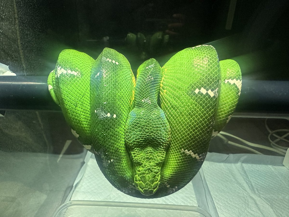 chappi_python's tweet image. 今週末の岡山ジャングルハンター出店します☺️！
レオパ、ニシアフを中心にトッケイやエメラルドツリーボア、カーペットパイソン、アオジタ等を連れて行きます🙌
イベント特価でお待ちしておりますので、ぜひお立ち寄りください✨