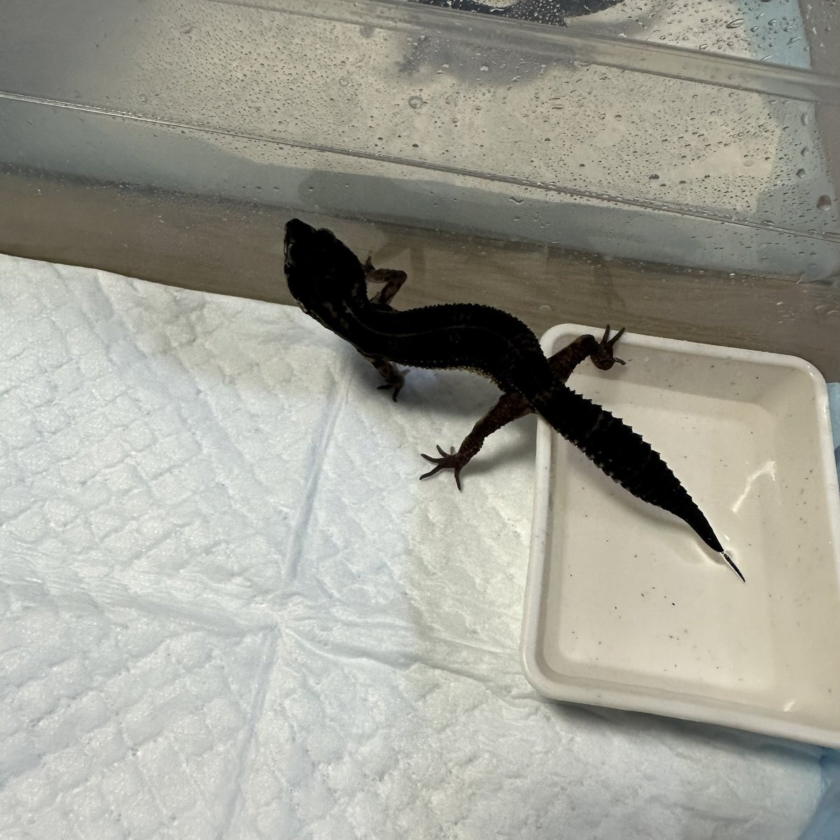 chappi_python's tweet image. 今週末の岡山ジャングルハンター出店します☺️！
レオパ、ニシアフを中心にトッケイやエメラルドツリーボア、カーペットパイソン、アオジタ等を連れて行きます🙌
イベント特価でお待ちしておりますので、ぜひお立ち寄りください✨